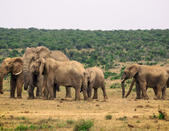 4 Days Beauty of Selous National Park