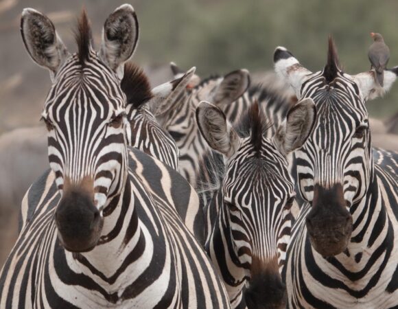 4 Days Wilderness and Nature of Ruaha