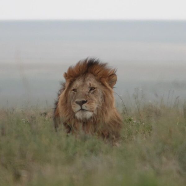 5 Days: Lion Kingdom Safari