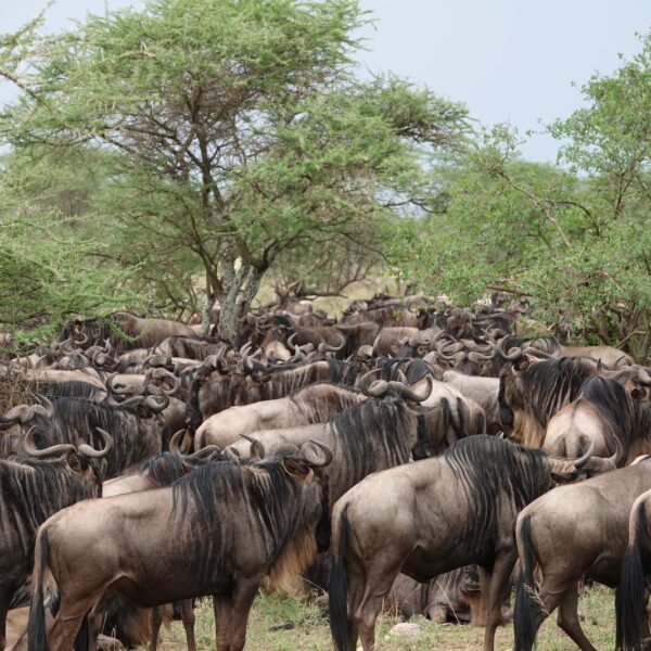 4 Days: Astonishing Group Safari