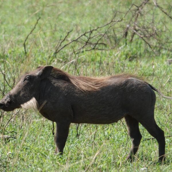 5 Days Spectacular View of Ngorongoro Crater