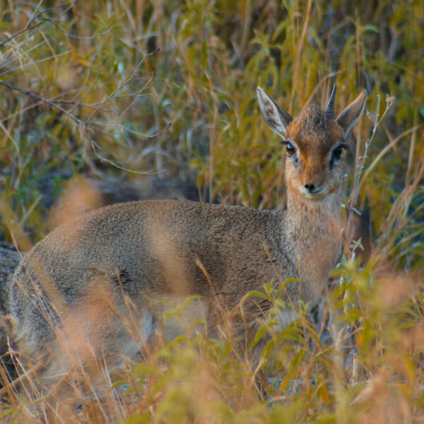 3 Days: The Golden Sun Luxury Safari