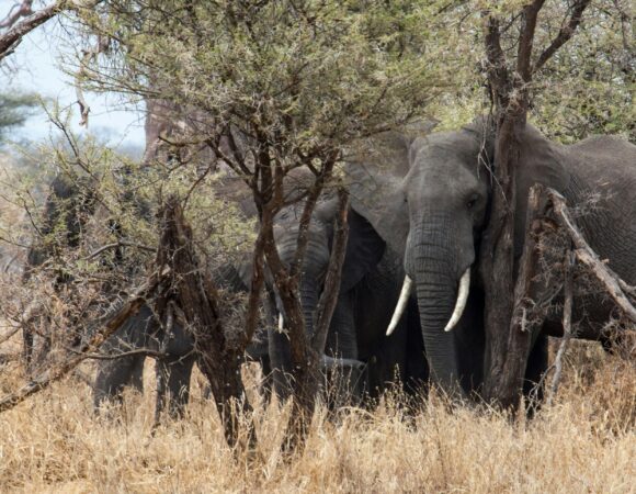 2 Days: Baobab and Acacia Trees Safari