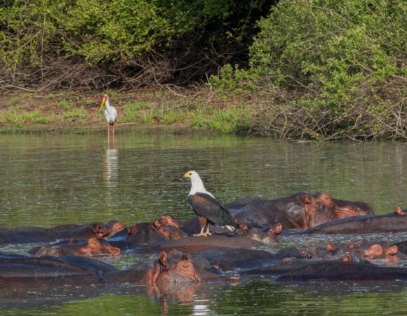 3 Days Luxurious Ruaha