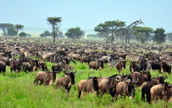 Serengeti Migration​