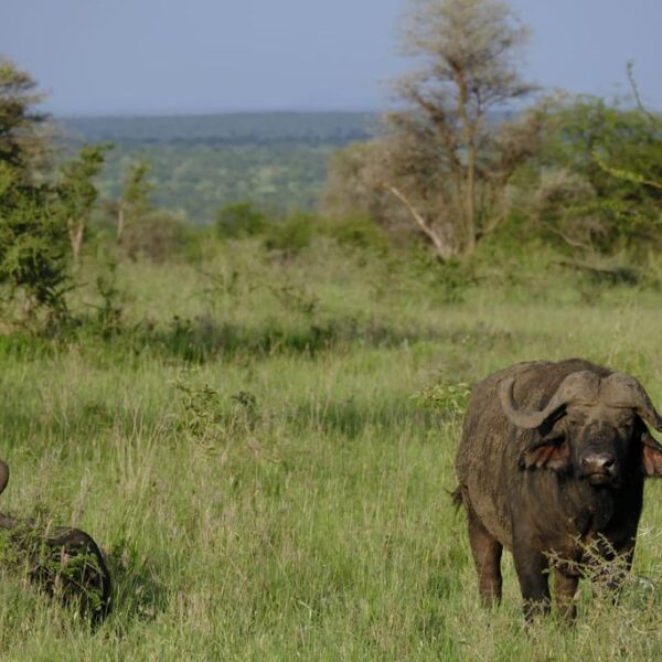 2 Days: Baobab and Acacia Trees Safari