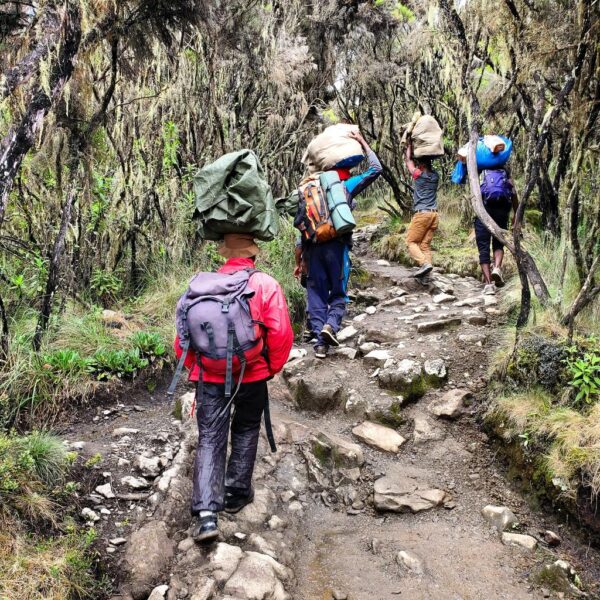 8 Days Kilimanjaro Hiking via Lemosho Route