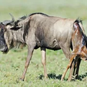 Calving Season in Serengeti​