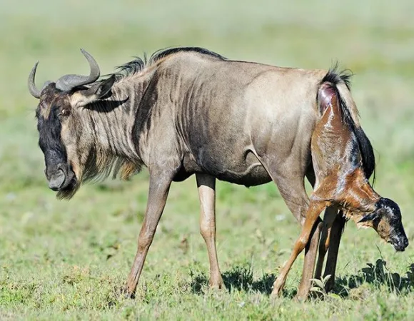 Calving Season in Serengeti