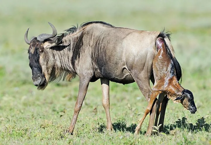 Calving Season in Serengeti​